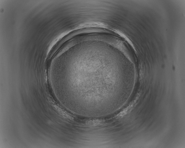 X0000068890973200605081315