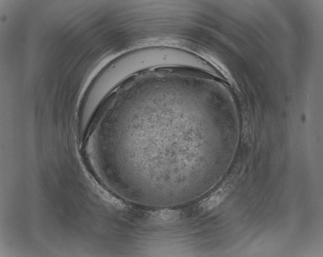 X0000068890992200605081315