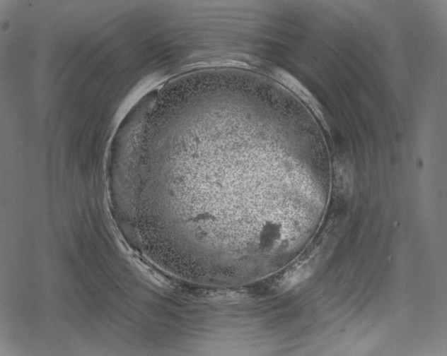 X0000068891002200605081315