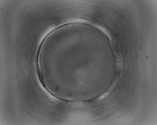 X0000068891007200605081315