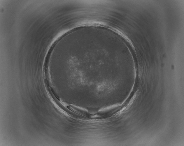 X0000068891037200605081314