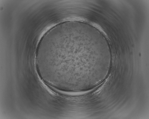 X0000068891040200605081314