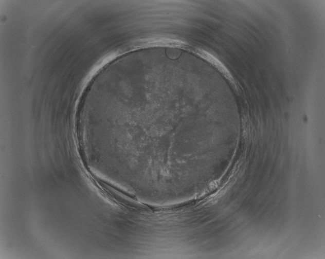 X0000068891043200605081314