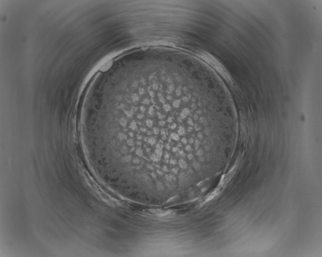 X0000068891052200605081315