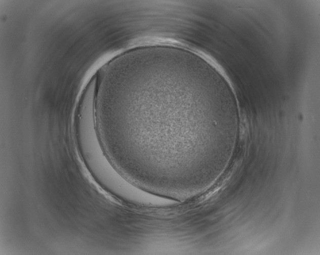 X0000068891053200605081315