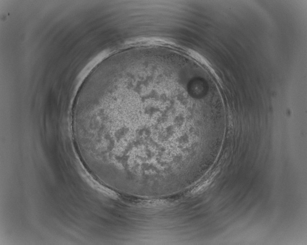 X0000068891090200605081313