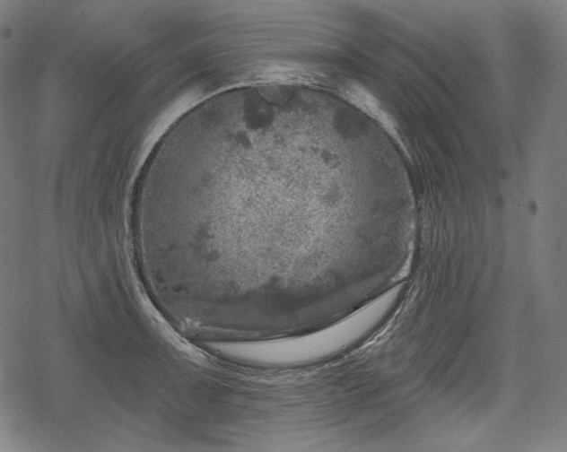 X0000068891091200605081313