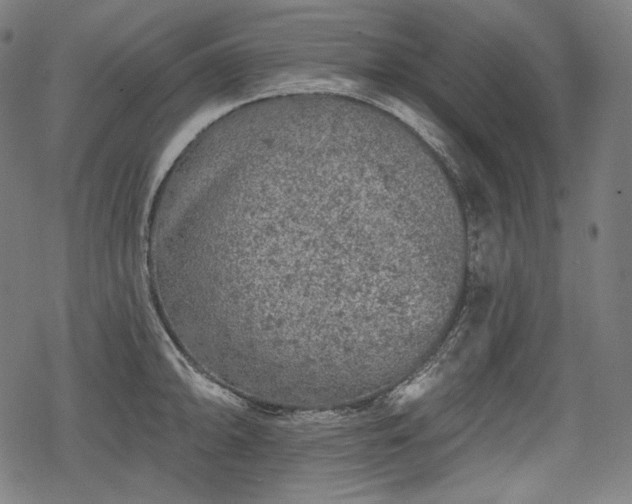 X0000068891094200605081313