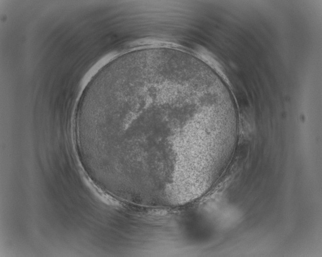 X0000068891098200605081313