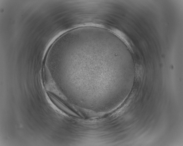 X0000068891100200605081313