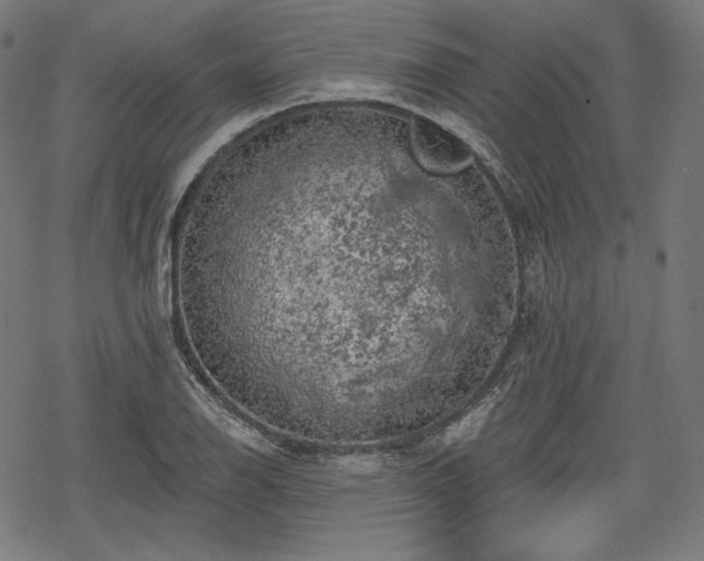 X0000068891126200605081313