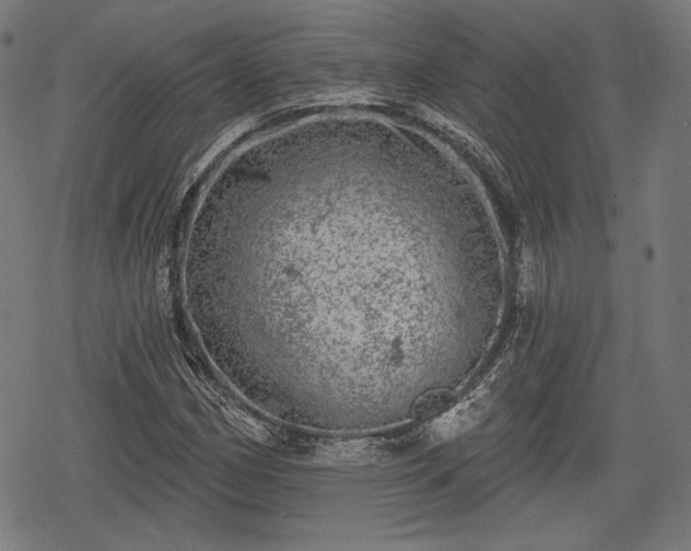 X0000068891162200605081312