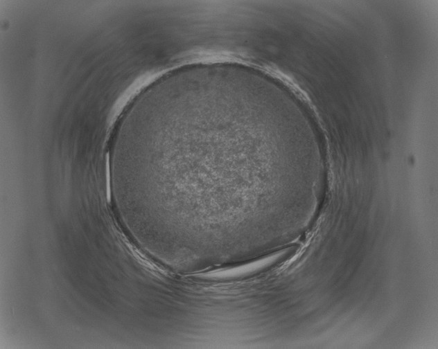 X0000068891175200605081312