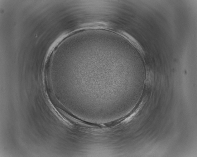 X0000068891196200605081312