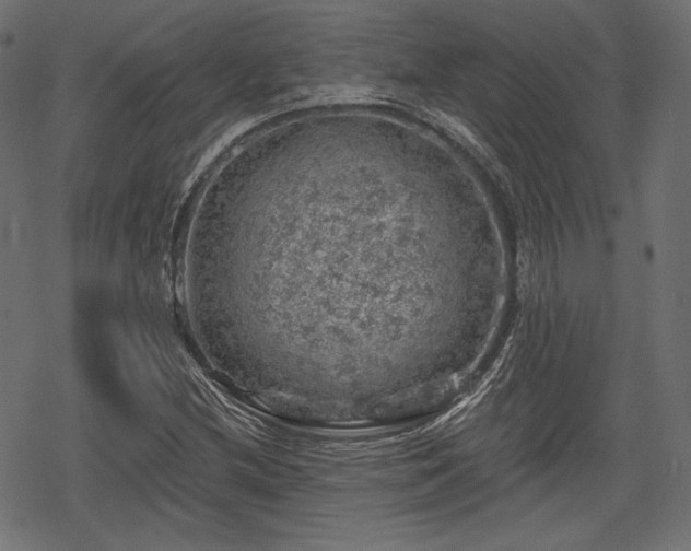 X0000068891212200605081311