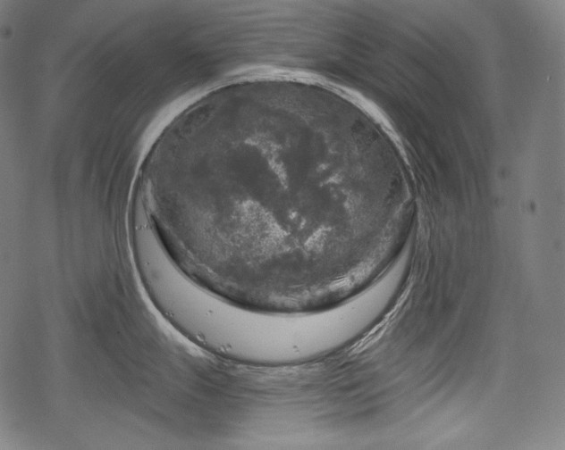 X0000068891247200605081312