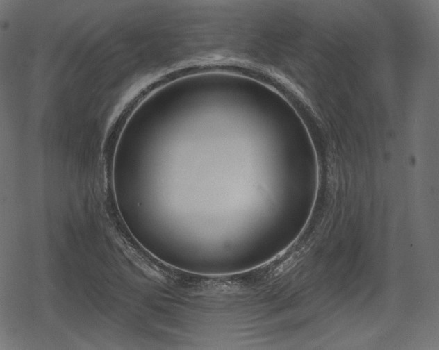 X0000068891270200605081310