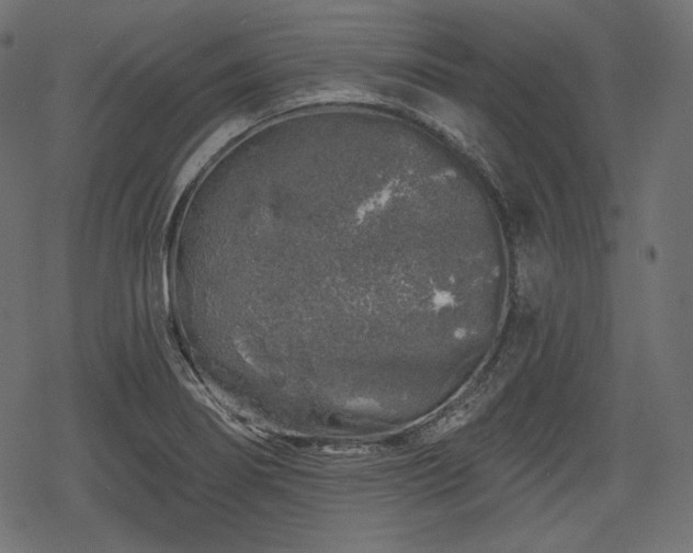 X0000068891274200605081310