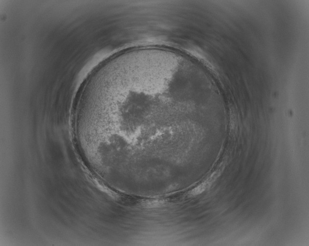 X0000068891278200605081310