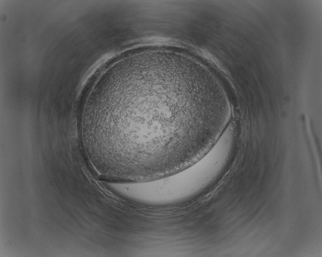 X0000068891318200605081310