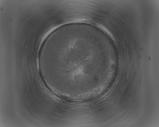 X0000068891324200605081310