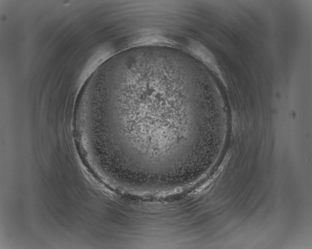 X0000068891330200605081310