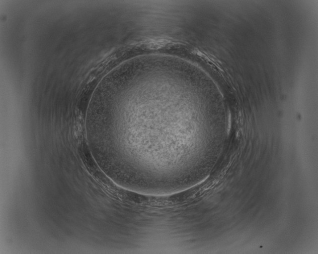 X0000068891349200605081309