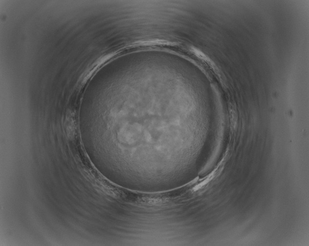 X0000068891361200605081309