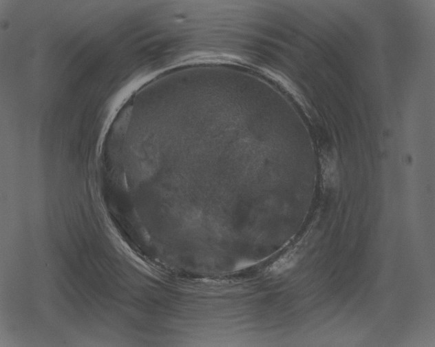 X0000068891371200605081309