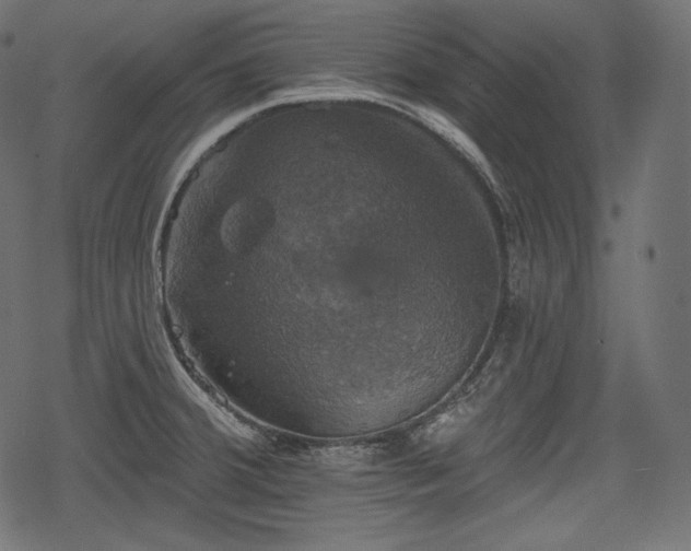 X0000068891380200605081309