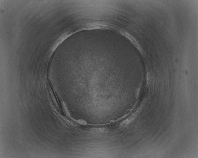 X0000068891465200605081307