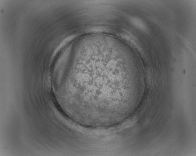 X0000068890016200605122045