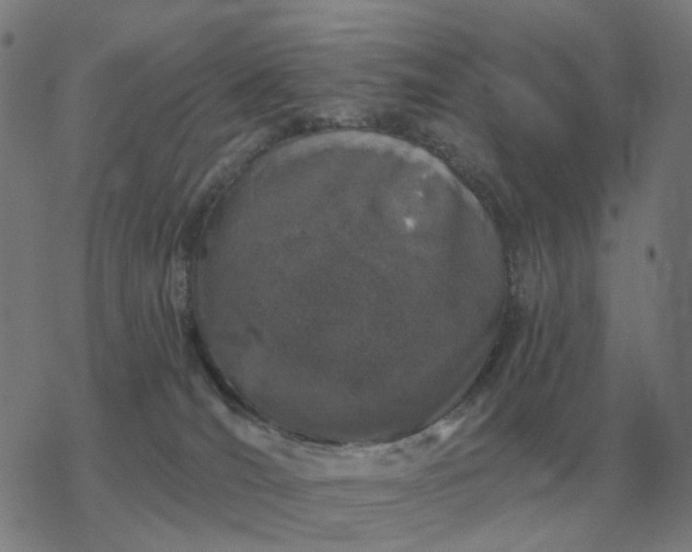 X0000068890036200605122045