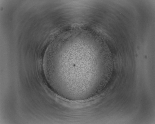 X0000068890038200605122045