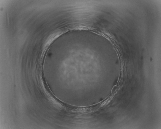 X0000068890049200605122044