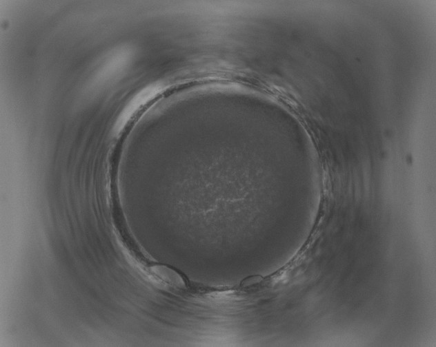 X0000068890054200605122044