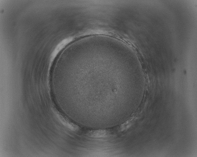 X0000068890104200605122044