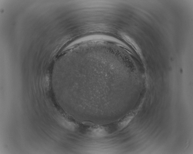 X0000068890113200605122044