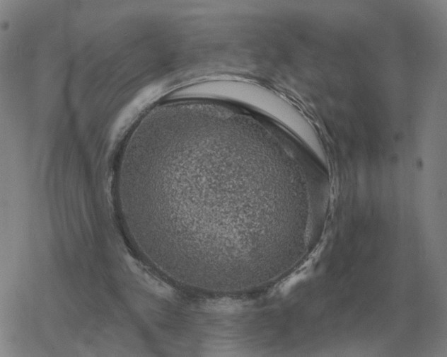 X0000068890197200605122042