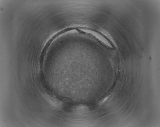 X0000068890204200605122042