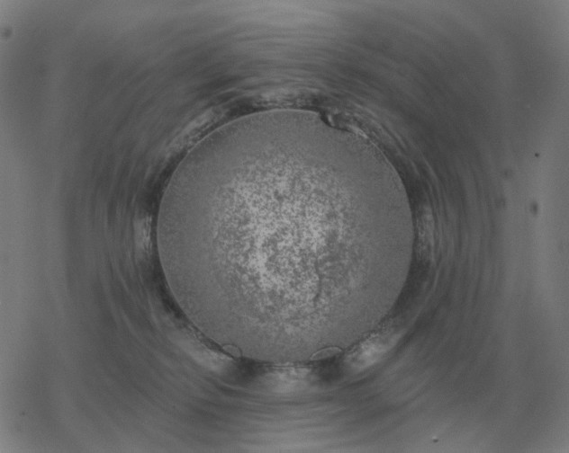 X0000068890278200605122042