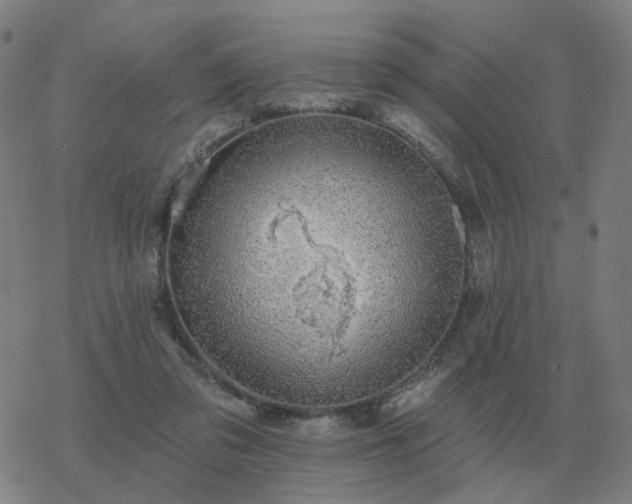 X0000068890309200605122041