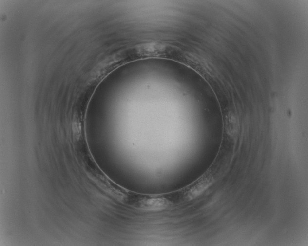 X0000068890324200605122040