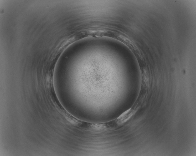 X0000068890333200605122040