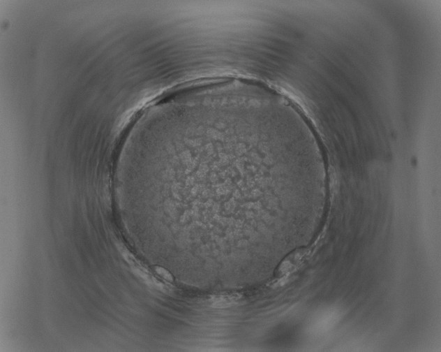 X0000068890345200605122039