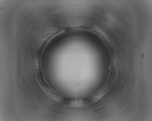 X0000068890362200605122040