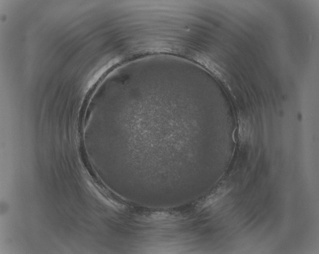 X0000068890390200605122039