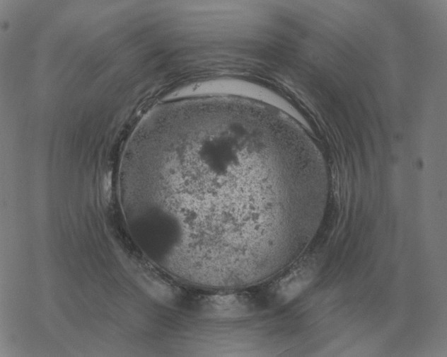 X0000068890406200605122039