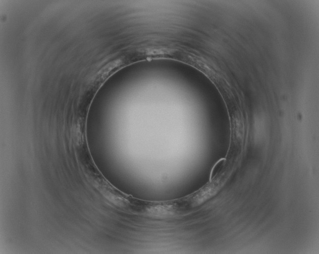 X0000068890422200605122039