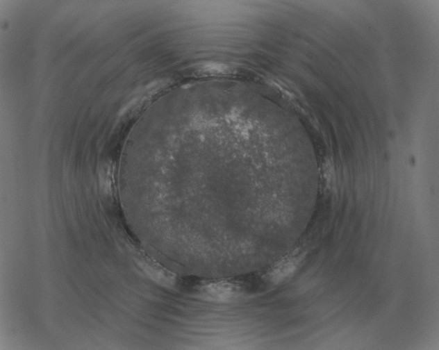 X0000068890423200605122039